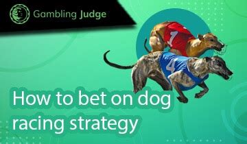 how to bet on dog racing strategy|Iba pa.